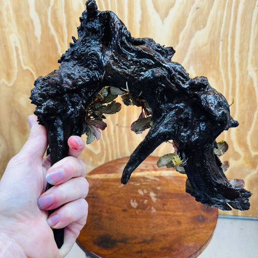 Scapeshop.com.au One Only Bucephalandra Multi-Planted Driftwood (4 Plants) - ONE ONLY - Piece A - Swirl Bucephalandra Multi-Planted Driftwood (4 Plants) - ONE ONLY - Piece A - Swirl