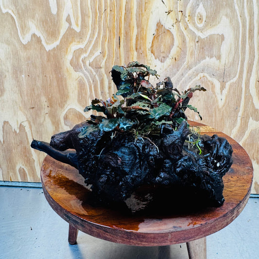Scapeshop.com.au One Only Bucephalandra Multi-Planted Driftwood (4 Plants) - ONE ONLY - Piece A - Swirl Bucephalandra Multi-Planted Driftwood (4 Plants) - ONE ONLY - Piece A - Swirl