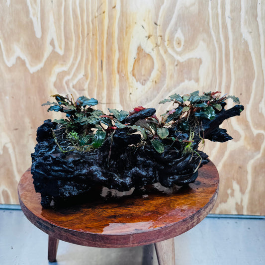 Scapeshop.com.au One Only Bucephalandra Multi-Planted Driftwood (4 Plants) - ONE ONLY - Piece A - Swirl Bucephalandra Multi-Planted Driftwood (4 Plants) - ONE ONLY - Piece A - Swirl