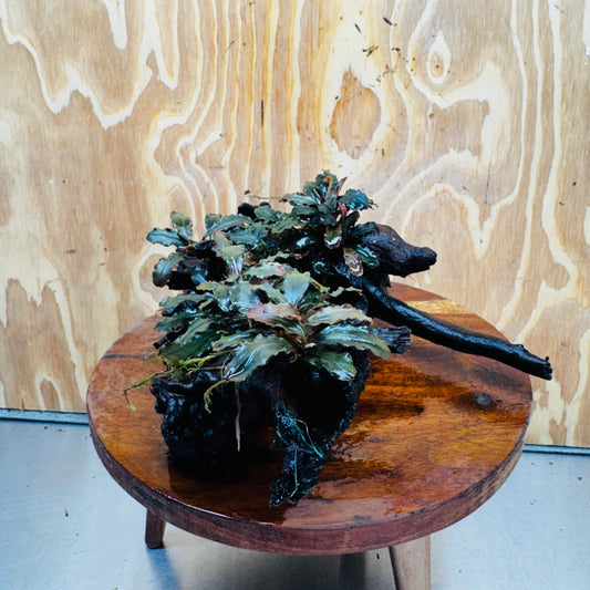 Scapeshop.com.au One Only Bucephalandra Multi-Planted Driftwood (4 Plants) - ONE ONLY - Piece A - Swirl Bucephalandra Multi-Planted Driftwood (4 Plants) - ONE ONLY - Piece A - Swirl