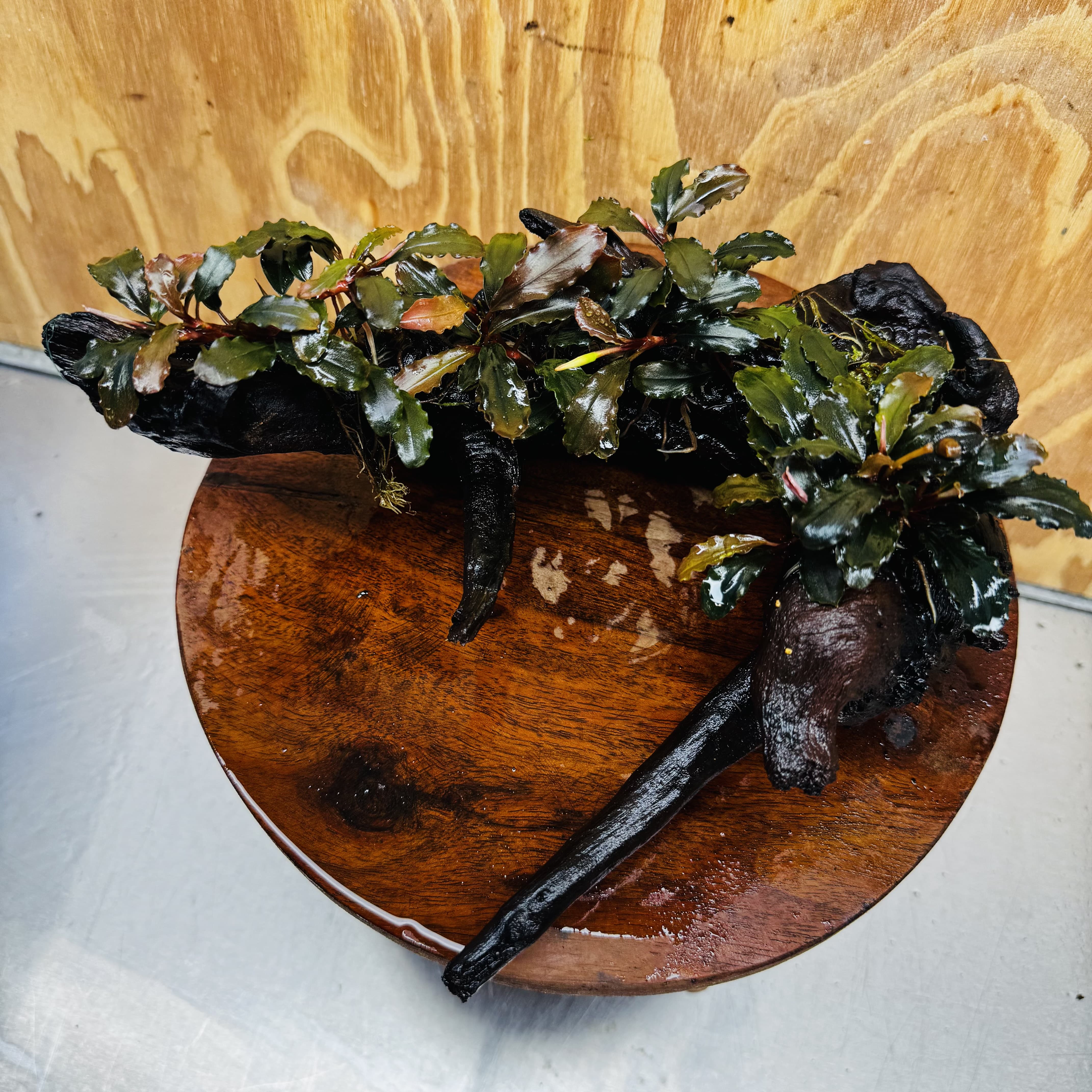 Scapeshop.com.au One Only Bucephalandra Multi-Planted Driftwood (4 Plants) - ONE ONLY - Piece A - Swirl Bucephalandra Multi-Planted Driftwood (4 Plants) - ONE ONLY - Piece A - Swirl