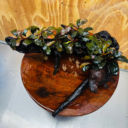 Scapeshop.com.au One Only Bucephalandra Multi-Planted Driftwood (4 Plants) - ONE ONLY - Piece A - Swirl Bucephalandra Multi-Planted Driftwood (4 Plants) - ONE ONLY - Piece A - Swirl