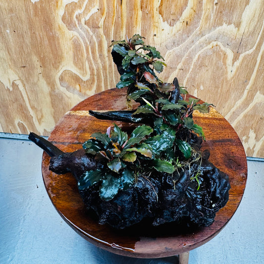 Scapeshop.com.au One Only Bucephalandra Multi-Planted Driftwood (4 Plants) - ONE ONLY - Piece A - Swirl Bucephalandra Multi-Planted Driftwood (4 Plants) - ONE ONLY - Piece A - Swirl