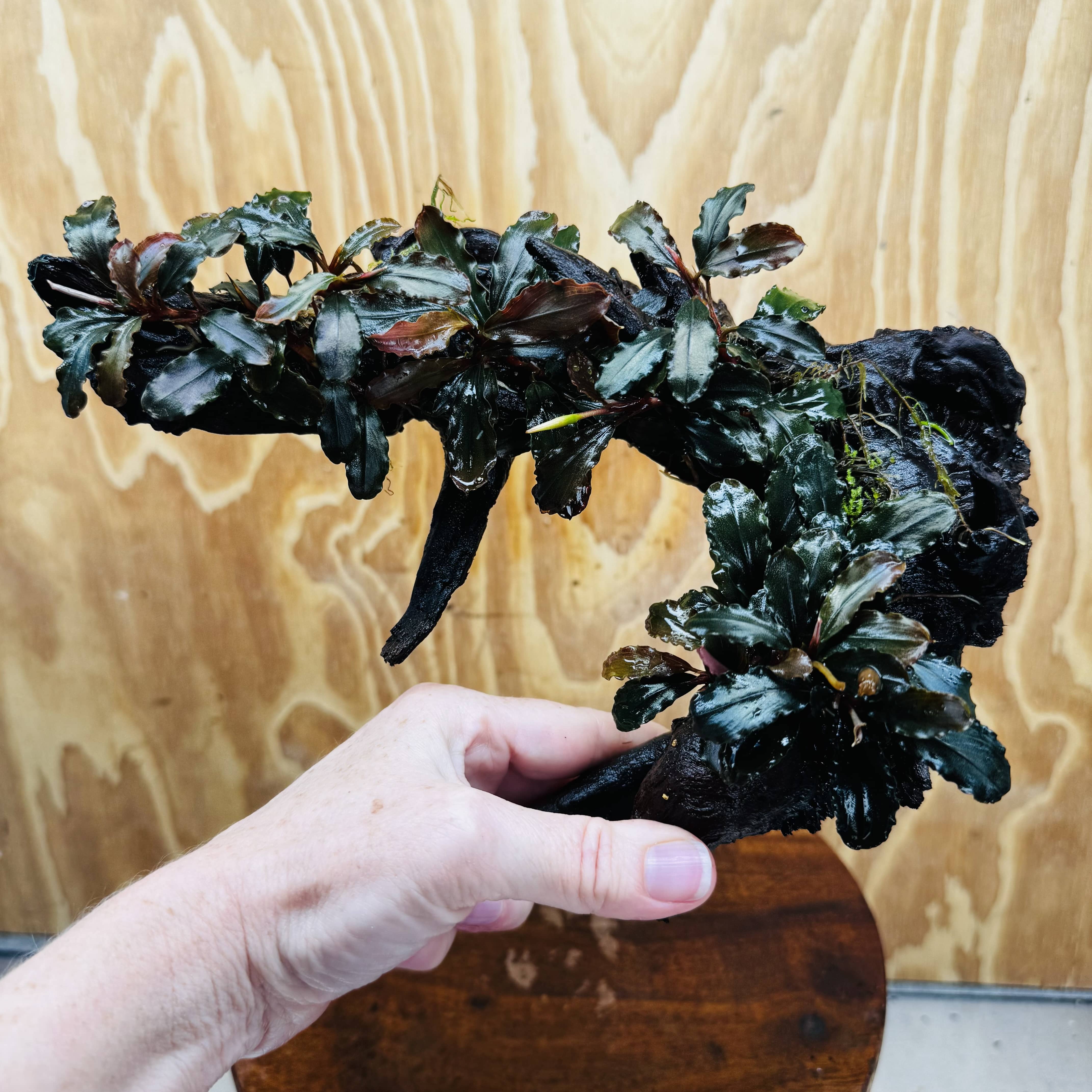 Scapeshop.com.au One Only Bucephalandra Multi-Planted Driftwood (4 Plants) - ONE ONLY - Piece A - Swirl Bucephalandra Multi-Planted Driftwood (4 Plants) - ONE ONLY - Piece A - Swirl