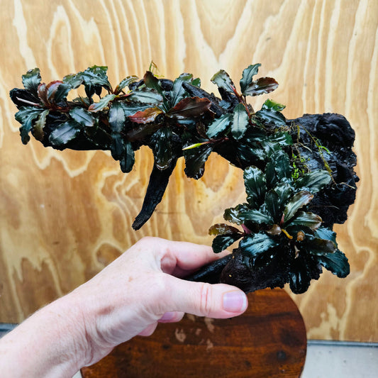 Scapeshop.com.au One Only Bucephalandra Multi-Planted Driftwood (4 Plants) - ONE ONLY - Piece A - Swirl Bucephalandra Multi-Planted Driftwood (4 Plants) - ONE ONLY - Piece A - Swirl