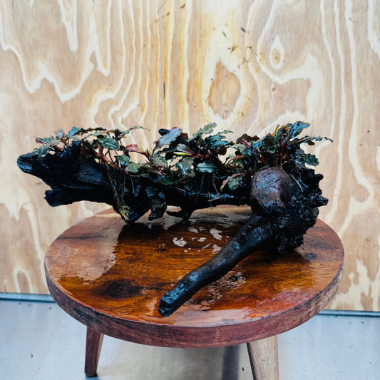 Scapeshop.com.au One Only Bucephalandra Multi-Planted Driftwood (4 Plants) - ONE ONLY - Piece A - Swirl Bucephalandra Multi-Planted Driftwood (4 Plants) - ONE ONLY - Piece A - Swirl