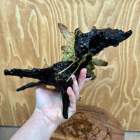 Scapeshop.com.au One Only Bucephalandra on Large Driftwood - ONE ONLY - Arch Bucephalandra Driftwood - ONE ONLY - Scapeshop Australia