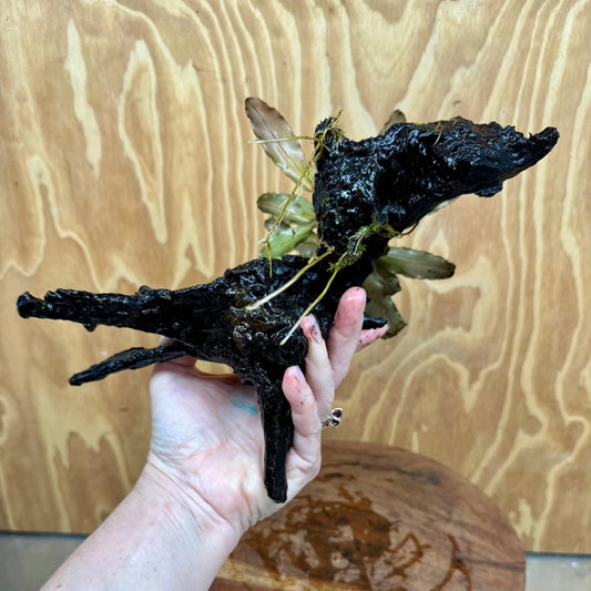 Scapeshop.com.au One Only Bucephalandra on Large Driftwood - ONE ONLY - Arch Bucephalandra Driftwood - ONE ONLY - Scapeshop Australia