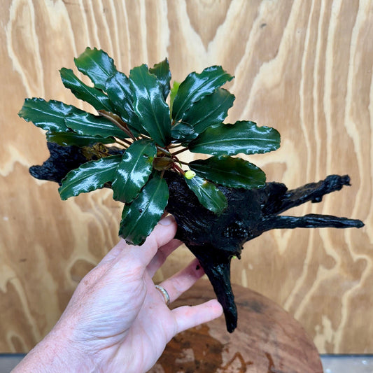 Scapeshop.com.au One Only Bucephalandra on Large Driftwood - ONE ONLY - Arch Bucephalandra Driftwood - ONE ONLY - Scapeshop Australia