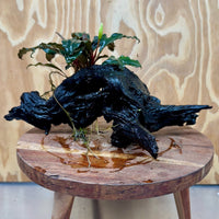 Scapeshop.com.au One Only Bucephalandra on Large Driftwood - ONE ONLY - Arch Bucephalandra Driftwood - ONE ONLY - Scapeshop Australia