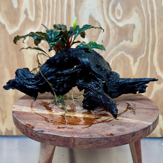 Scapeshop.com.au One Only Bucephalandra on Large Driftwood - ONE ONLY - Arch Bucephalandra Driftwood - ONE ONLY - Scapeshop Australia