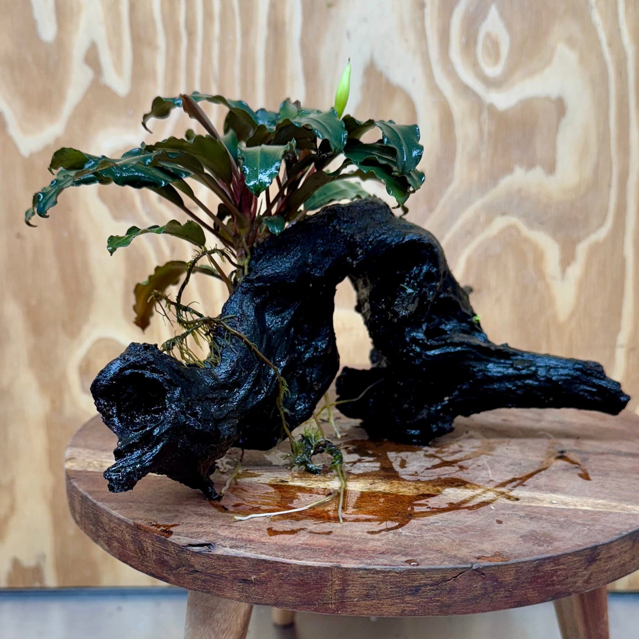 Scapeshop.com.au One Only Bucephalandra on Large Driftwood - ONE ONLY - Arch Bucephalandra Driftwood - ONE ONLY - Scapeshop Australia