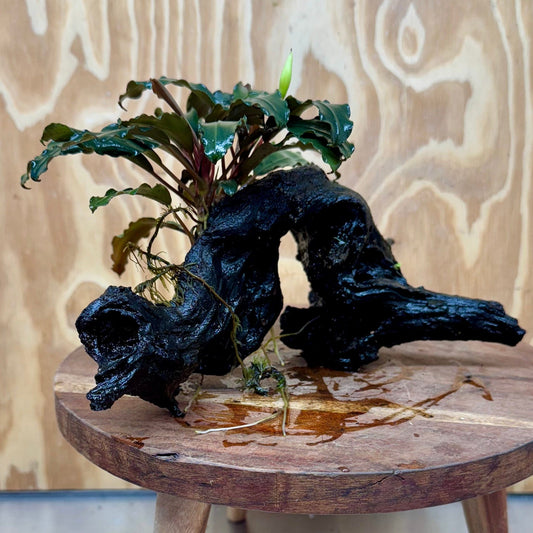 Scapeshop.com.au One Only Bucephalandra on Large Driftwood - ONE ONLY - Arch Bucephalandra Driftwood - ONE ONLY - Scapeshop Australia