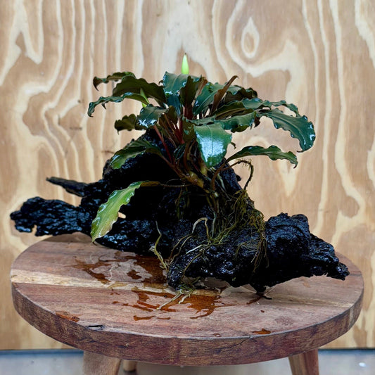 Scapeshop.com.au One Only Bucephalandra on Large Driftwood - ONE ONLY - Arch Bucephalandra Driftwood - ONE ONLY - Scapeshop Australia