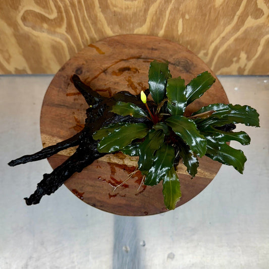 Scapeshop.com.au One Only Bucephalandra on Large Driftwood - ONE ONLY - Arch Bucephalandra Driftwood - ONE ONLY - Scapeshop Australia
