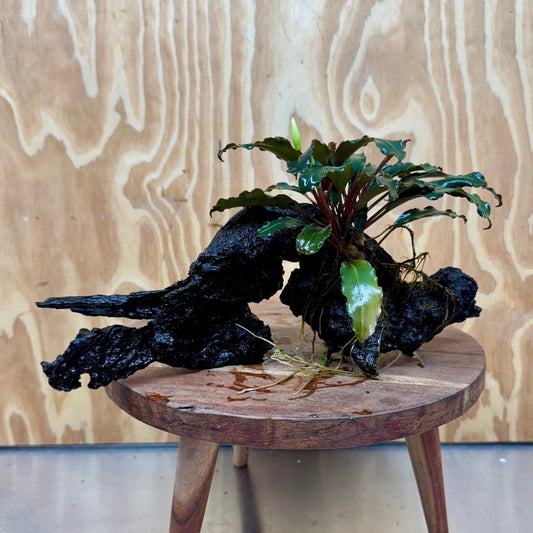 Scapeshop.com.au One Only Bucephalandra on Large Driftwood - ONE ONLY - Arch Bucephalandra Driftwood - ONE ONLY - Scapeshop Australia