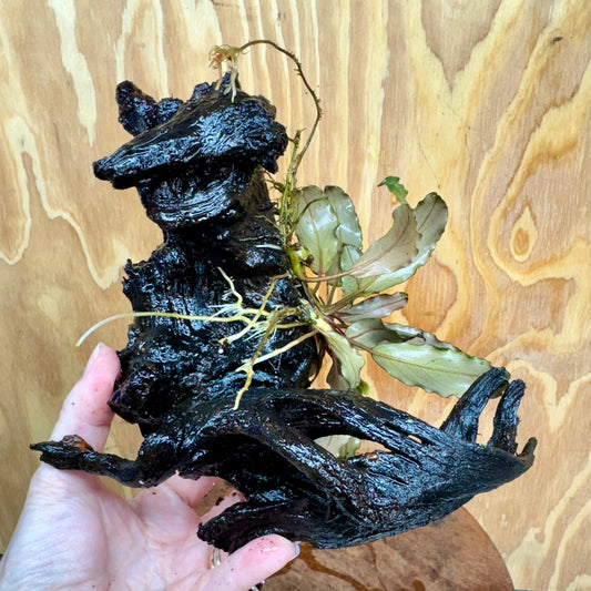 Scapeshop.com.au One Only Bucephalandra on Large Driftwood - ONE ONLY - Fancy Bucephalandra Driftwood - ONE ONLY - Scapeshop Australia