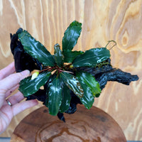 Scapeshop.com.au One Only Bucephalandra on Large Driftwood - ONE ONLY - Fancy Bucephalandra Driftwood - ONE ONLY - Scapeshop Australia