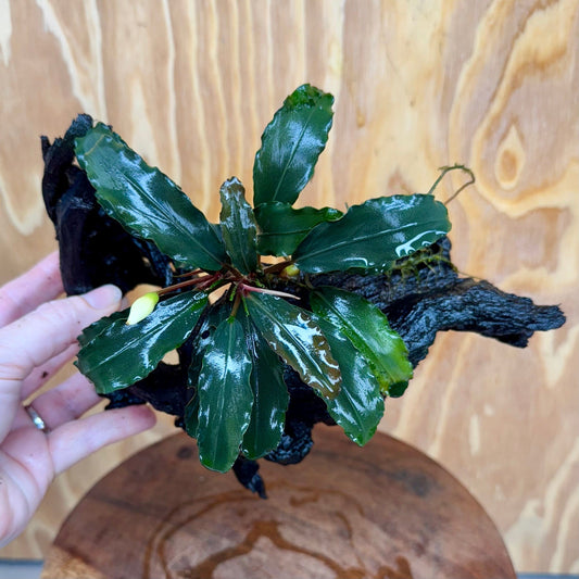 Scapeshop.com.au One Only Bucephalandra on Large Driftwood - ONE ONLY - Fancy Bucephalandra Driftwood - ONE ONLY - Scapeshop Australia