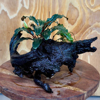 Scapeshop.com.au One Only Bucephalandra on Large Driftwood - ONE ONLY - Fancy Bucephalandra Driftwood - ONE ONLY - Scapeshop Australia