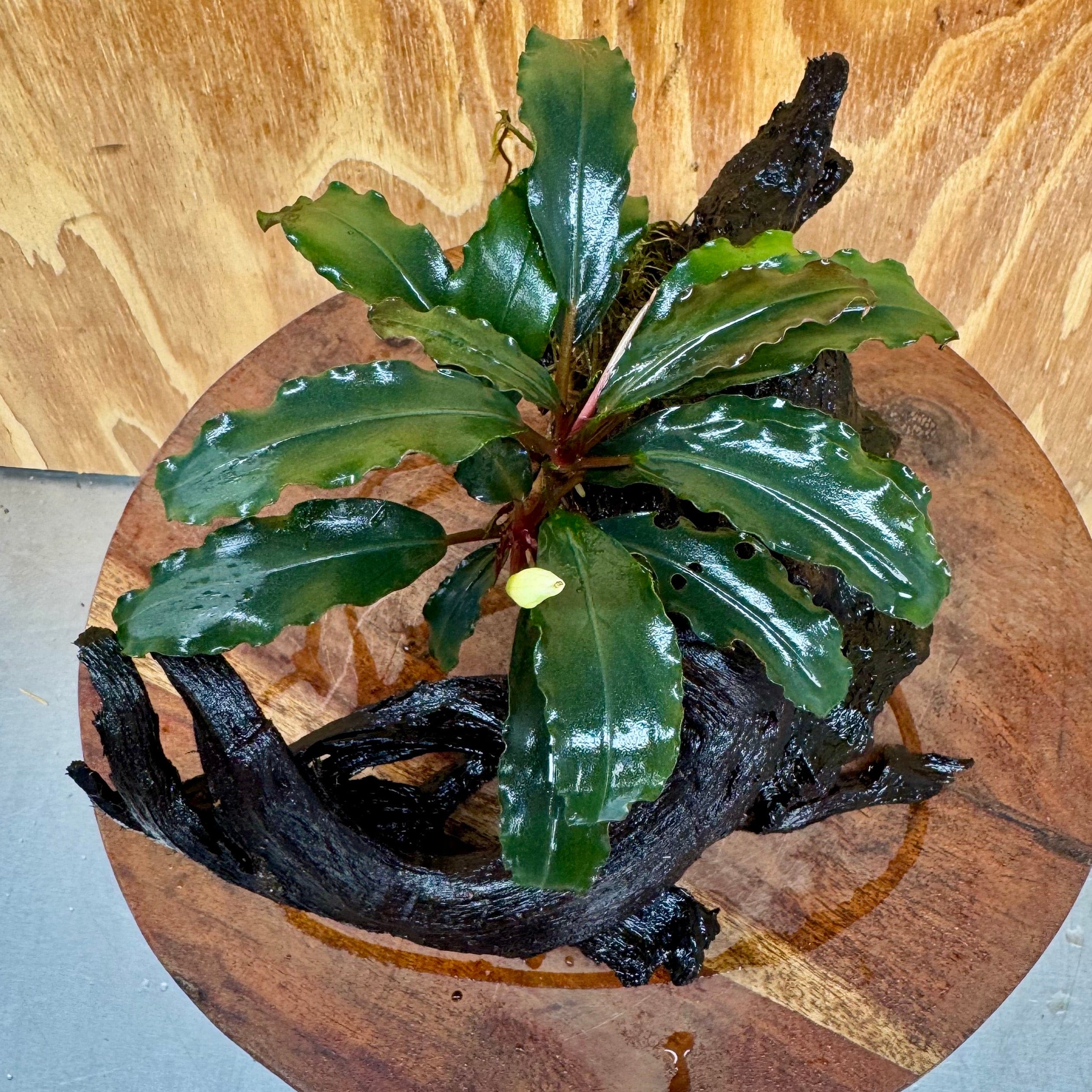 Scapeshop.com.au One Only Bucephalandra on Large Driftwood - ONE ONLY - Fancy Bucephalandra Driftwood - ONE ONLY - Scapeshop Australia