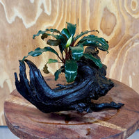 Scapeshop.com.au One Only Bucephalandra on Large Driftwood - ONE ONLY - Fancy Bucephalandra Driftwood - ONE ONLY - Scapeshop Australia