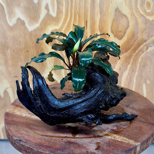 Scapeshop.com.au One Only Bucephalandra on Large Driftwood - ONE ONLY - Fancy Bucephalandra Driftwood - ONE ONLY - Scapeshop Australia