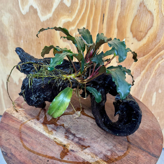 Scapeshop.com.au One Only Bucephalandra on Large Driftwood - ONE ONLY - Fancy Bucephalandra Driftwood - ONE ONLY - Scapeshop Australia