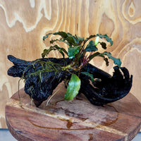 Scapeshop.com.au One Only Bucephalandra on Large Driftwood - ONE ONLY - Fancy Bucephalandra Driftwood - ONE ONLY - Scapeshop Australia
