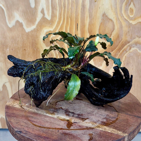 Scapeshop.com.au One Only Bucephalandra on Large Driftwood - ONE ONLY - Fancy Bucephalandra Driftwood - ONE ONLY - Scapeshop Australia