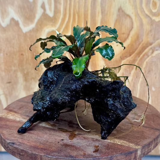 Scapeshop.com.au One Only Bucephalandra on Large Driftwood - ONE ONLY - Fancy Bucephalandra Driftwood - ONE ONLY - Scapeshop Australia