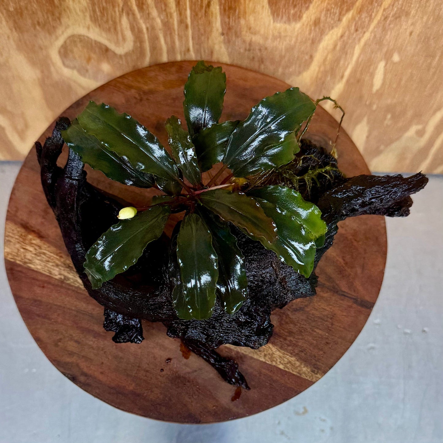 Scapeshop.com.au One Only Bucephalandra on Large Driftwood - ONE ONLY - Fancy Bucephalandra Driftwood - ONE ONLY - Scapeshop Australia