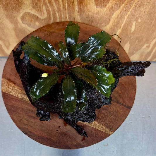 Scapeshop.com.au One Only Bucephalandra on Large Driftwood - ONE ONLY - Fancy Bucephalandra Driftwood - ONE ONLY - Scapeshop Australia