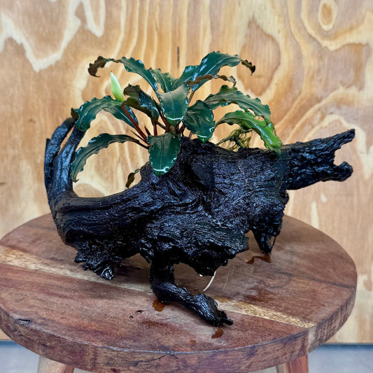 Scapeshop.com.au One Only Bucephalandra on Large Driftwood - ONE ONLY - Fancy Bucephalandra Driftwood - ONE ONLY - Scapeshop Australia
