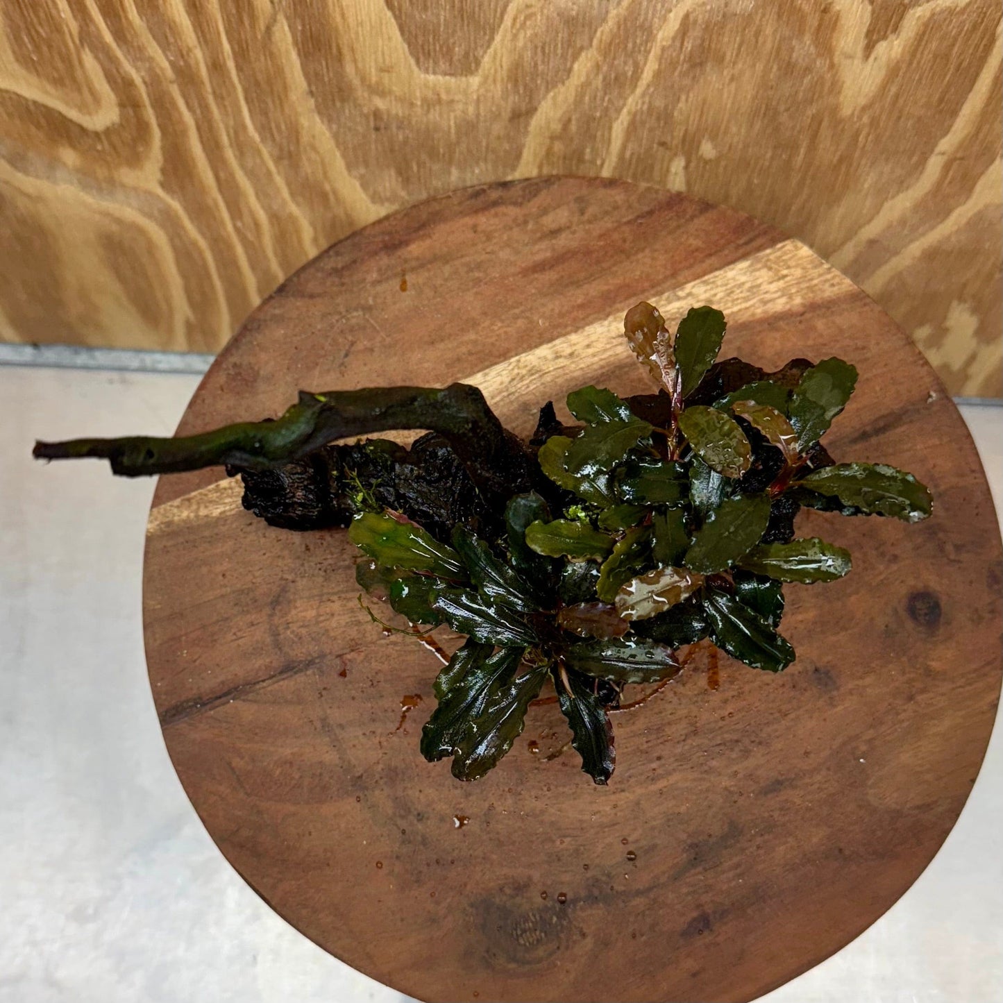 Scapeshop.com.au One Only Bucephalandra on Large Driftwood - ONE ONLY - Fancy Bucephalandra Driftwood - ONE ONLY - Scapeshop Australia