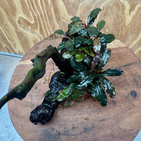 Scapeshop.com.au One Only Bucephalandra on Large Driftwood - ONE ONLY - Fancy Bucephalandra Driftwood - ONE ONLY - Scapeshop Australia