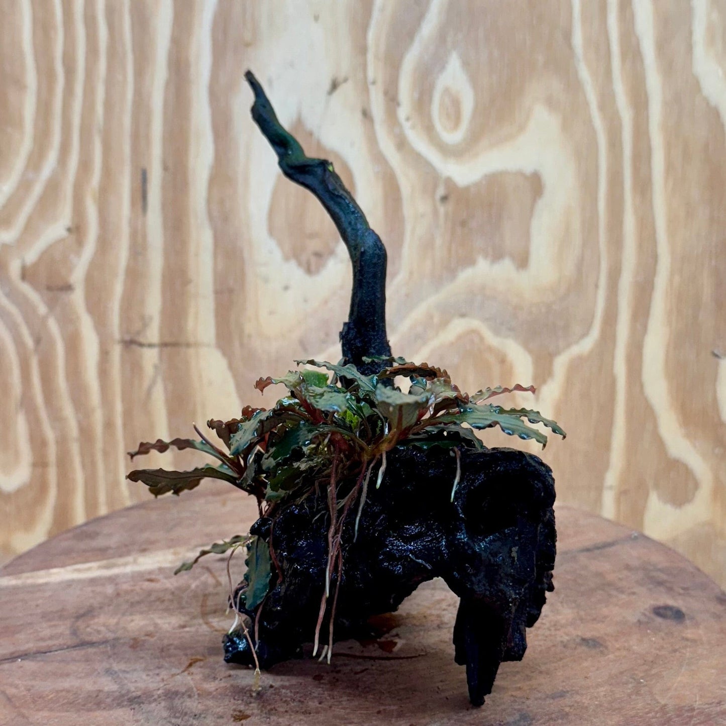 Scapeshop.com.au One Only Bucephalandra on Large Driftwood - ONE ONLY - Fancy Bucephalandra Driftwood - ONE ONLY - Scapeshop Australia