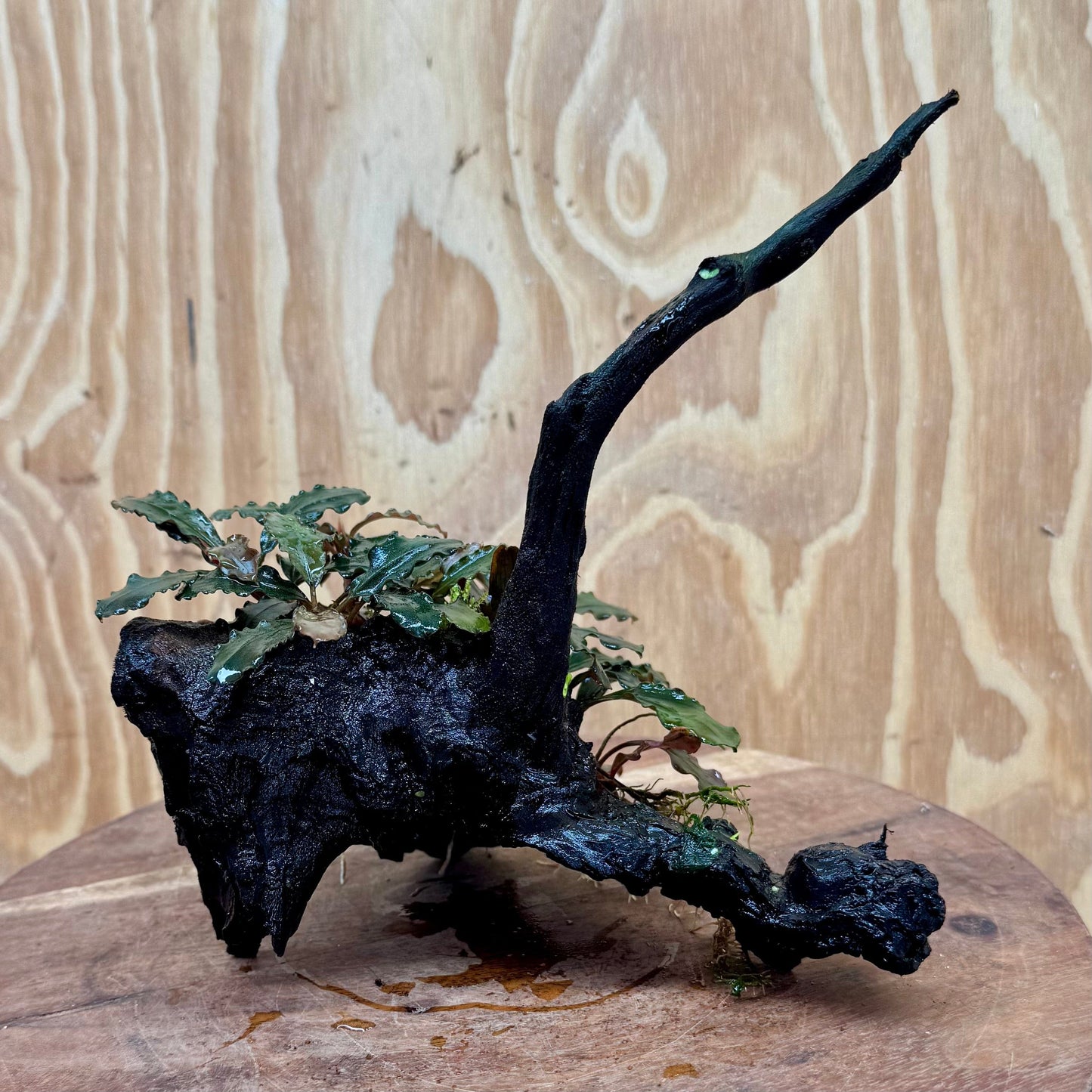 Scapeshop.com.au One Only Bucephalandra on Large Driftwood - ONE ONLY - Fancy Bucephalandra Driftwood - ONE ONLY - Scapeshop Australia