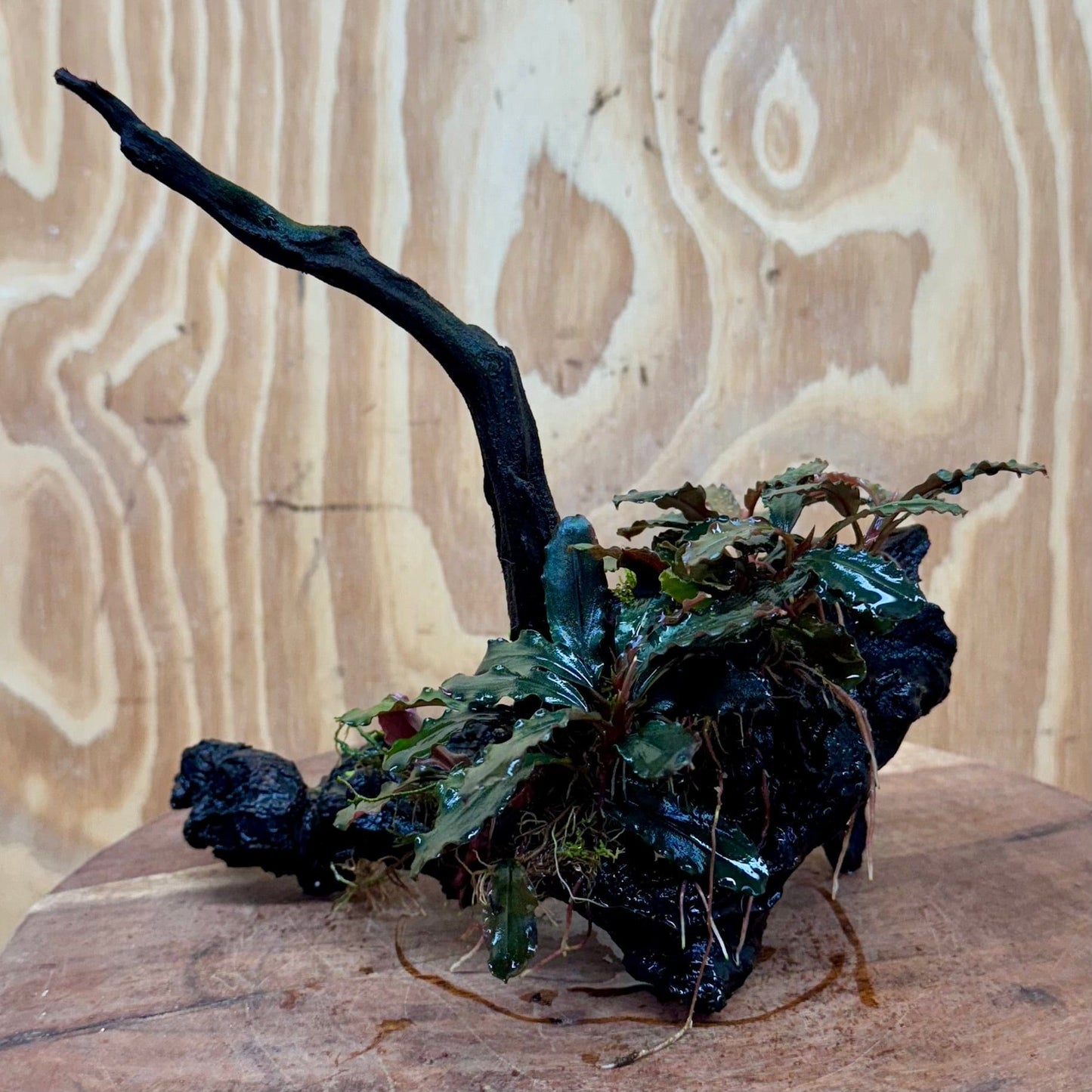 Scapeshop.com.au One Only Bucephalandra on Large Driftwood - ONE ONLY - Fancy Bucephalandra Driftwood - ONE ONLY - Scapeshop Australia