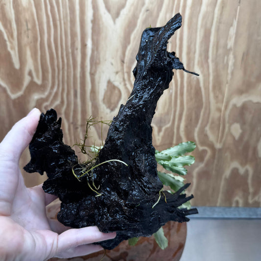 Scapeshop.com.au One Only Bucephalandra on Large Driftwood - ONE ONLY - Fancy Bucephalandra Driftwood - ONE ONLY - Scapeshop Australia