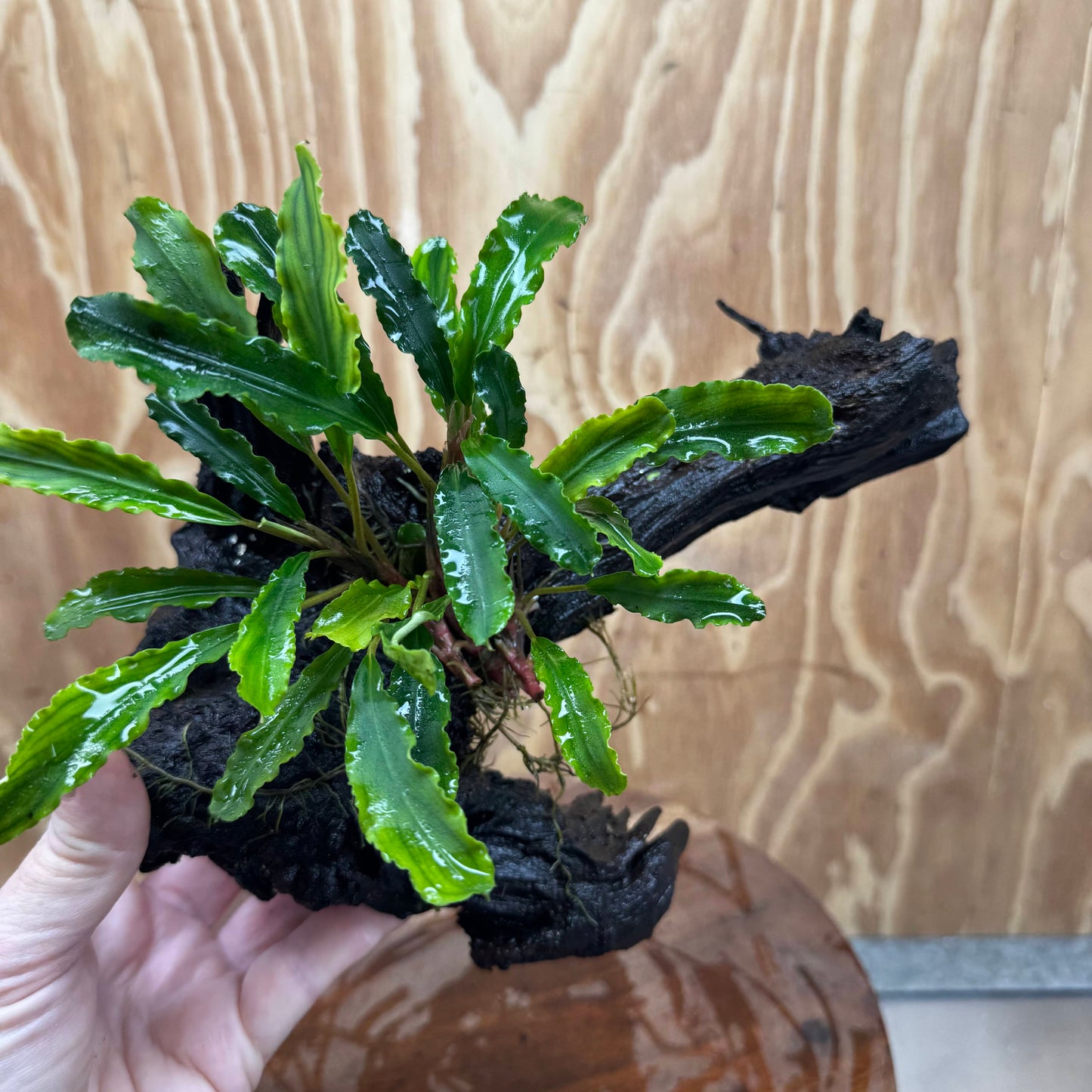 Scapeshop.com.au One Only Bucephalandra on Large Driftwood - ONE ONLY - Fancy Bucephalandra Driftwood - ONE ONLY - Scapeshop Australia