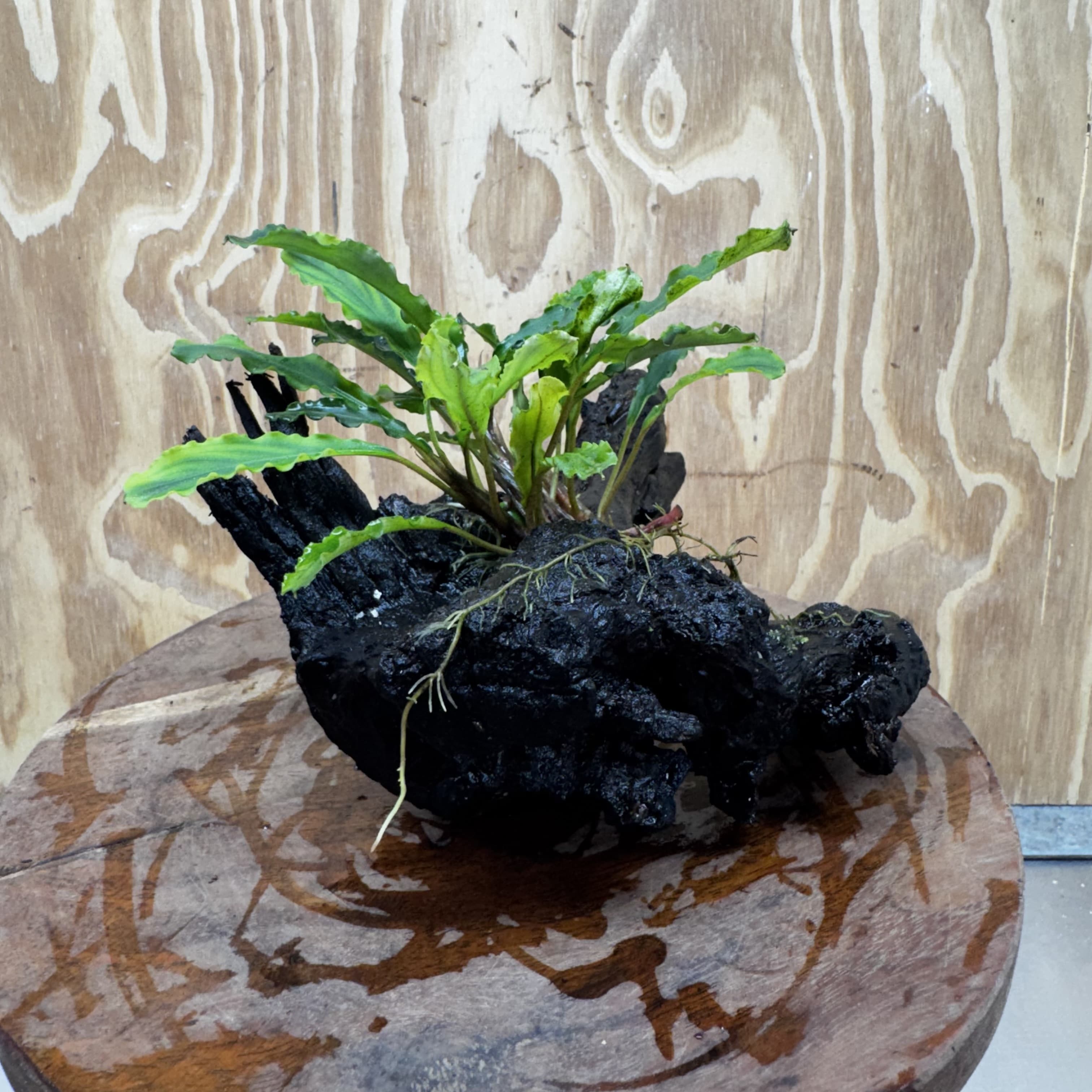 Scapeshop.com.au One Only Bucephalandra on Large Driftwood - ONE ONLY - Fancy Bucephalandra Driftwood - ONE ONLY - Scapeshop Australia