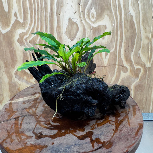 Scapeshop.com.au One Only Bucephalandra on Large Driftwood - ONE ONLY - Fancy Bucephalandra Driftwood - ONE ONLY - Scapeshop Australia