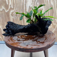 Scapeshop.com.au One Only Bucephalandra on Large Driftwood - ONE ONLY - Fancy Bucephalandra Driftwood - ONE ONLY - Scapeshop Australia