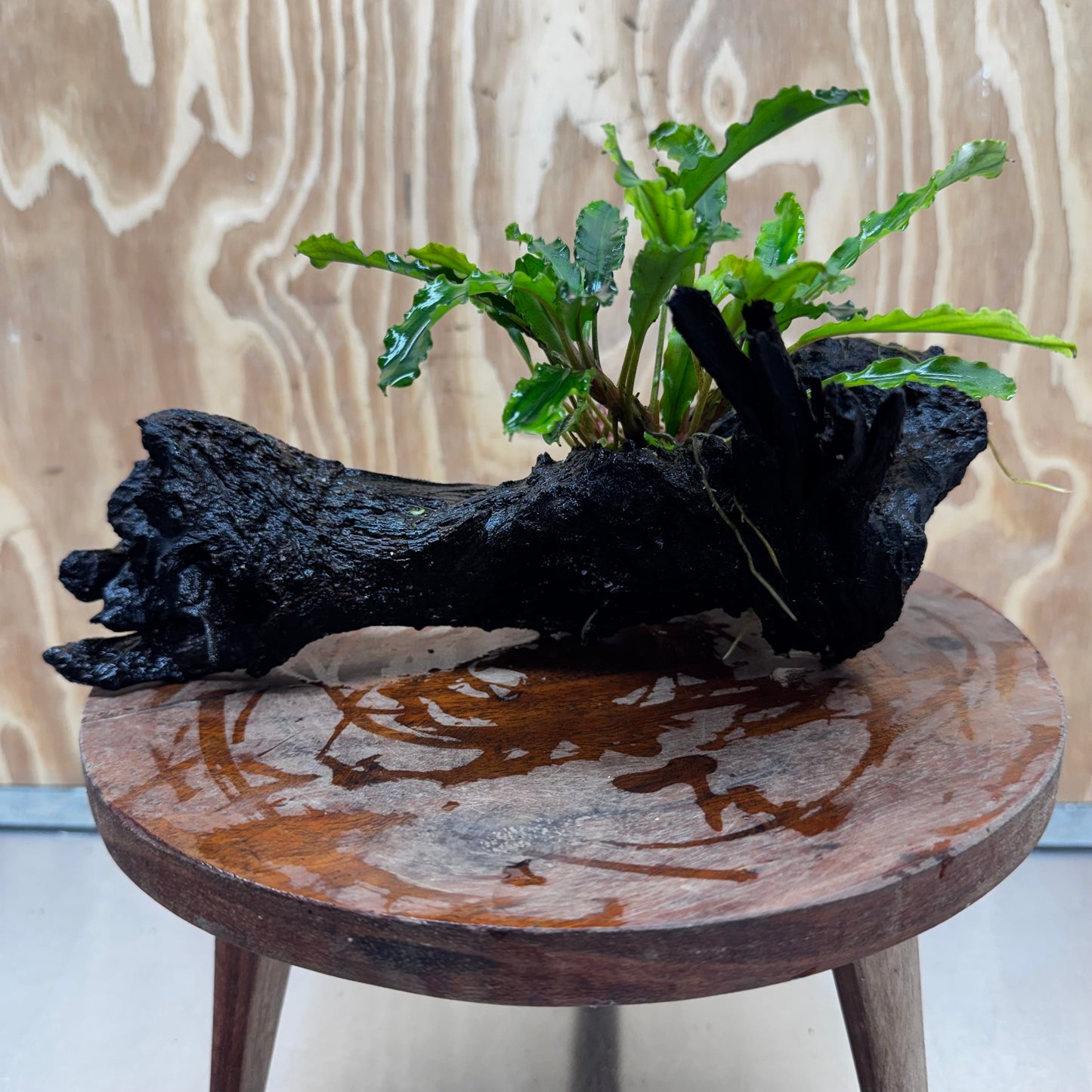 Scapeshop.com.au One Only Bucephalandra on Large Driftwood - ONE ONLY - Fancy Bucephalandra Driftwood - ONE ONLY - Scapeshop Australia