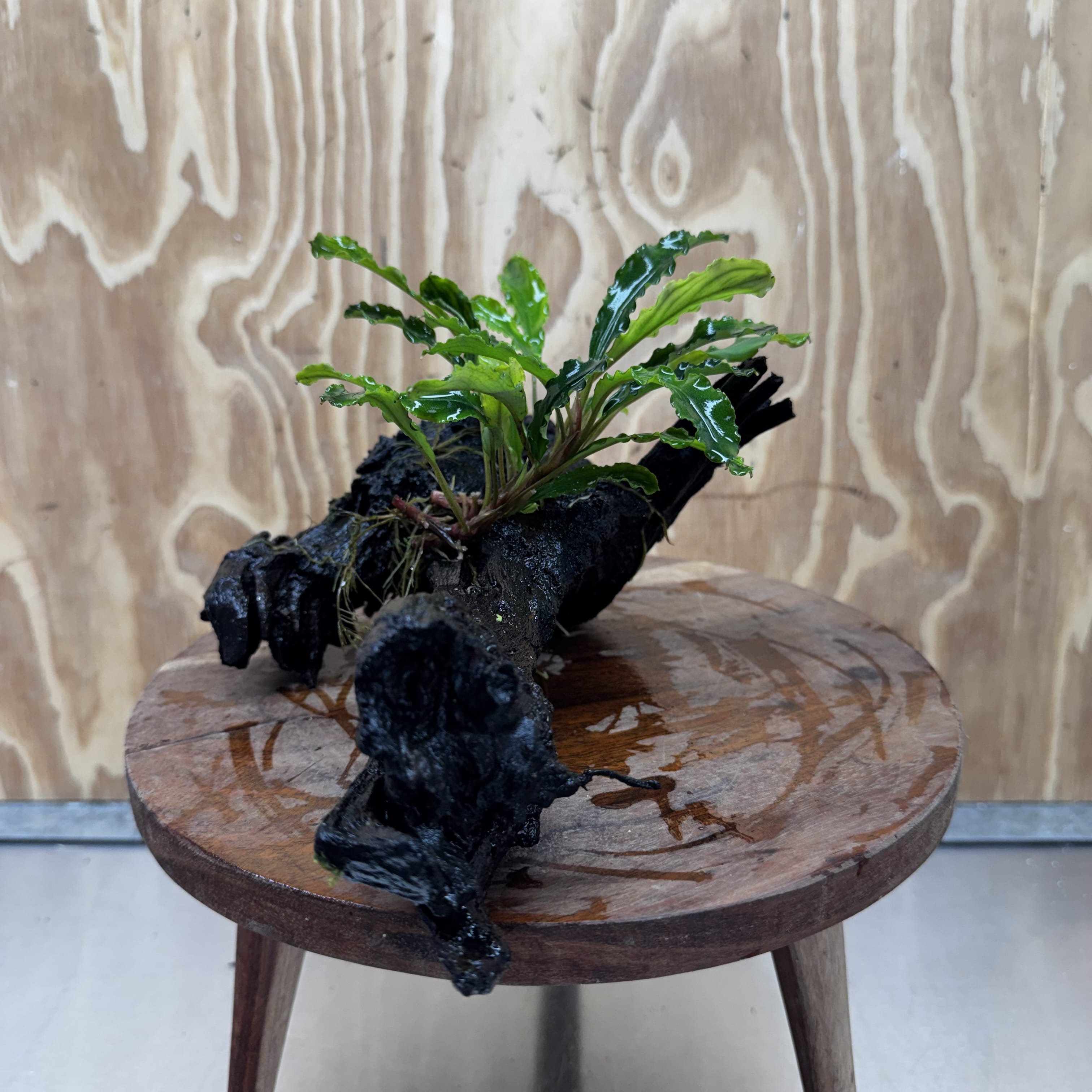 Scapeshop.com.au One Only Bucephalandra on Large Driftwood - ONE ONLY - Fancy Bucephalandra Driftwood - ONE ONLY - Scapeshop Australia