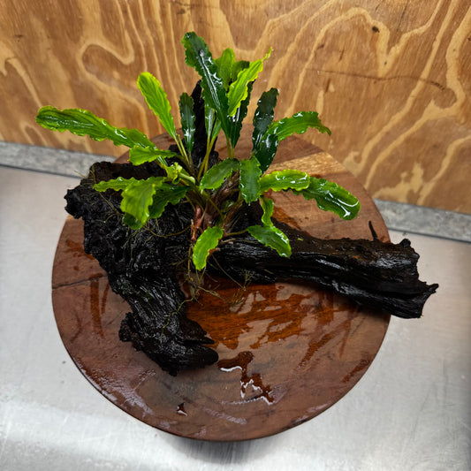 Scapeshop.com.au One Only Bucephalandra on Large Driftwood - ONE ONLY - Fancy Bucephalandra Driftwood - ONE ONLY - Scapeshop Australia