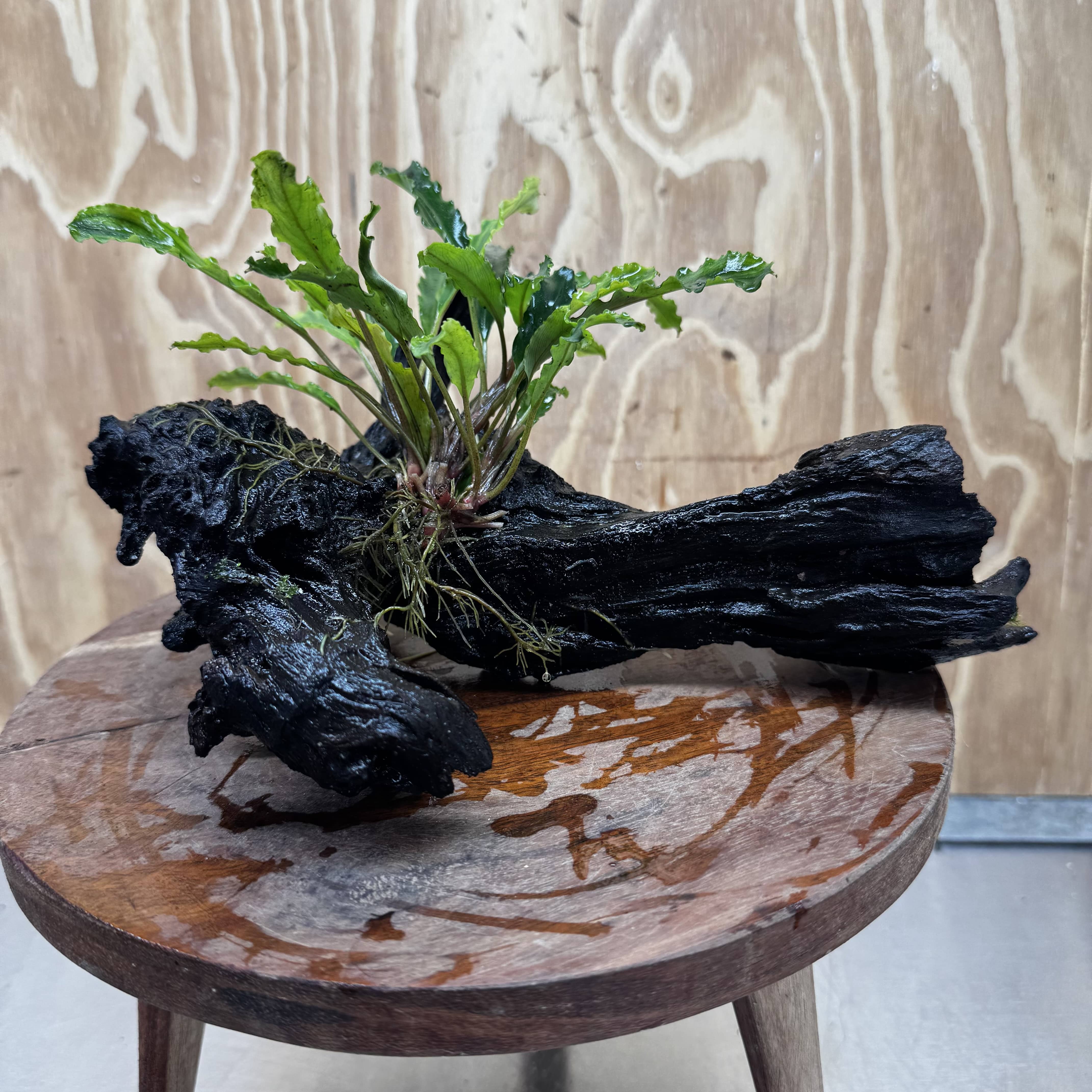 Scapeshop.com.au One Only Bucephalandra on Large Driftwood - ONE ONLY - Fancy Bucephalandra Driftwood - ONE ONLY - Scapeshop Australia