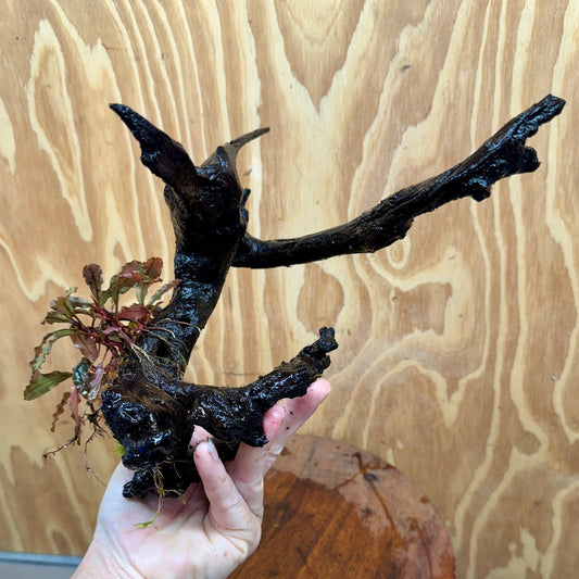 Scapeshop.com.au One Only Bucephalandra on Large Driftwood - ONE ONLY - Monster Bucephalandra Driftwood - ONE ONLY - Scapeshop Australia