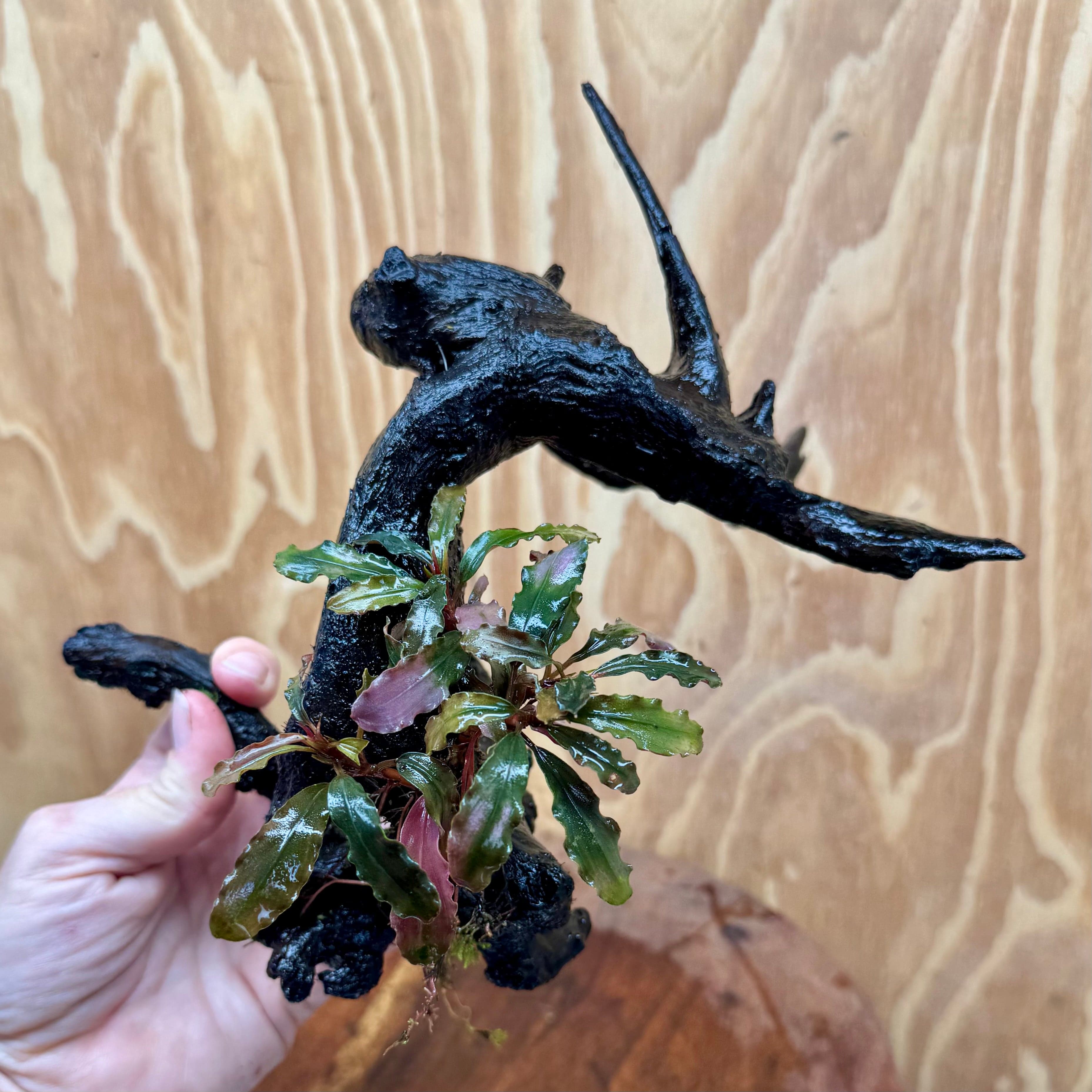 Scapeshop.com.au One Only Bucephalandra on Large Driftwood - ONE ONLY - Monster Bucephalandra Driftwood - ONE ONLY - Scapeshop Australia